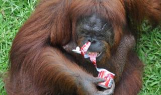 世界最差动物园 世界最差动物园