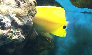 小梅沙旅游攻略 小梅沙旅游攻略