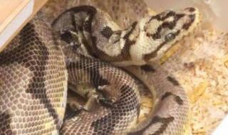 小兔子被大蟒蛇做哭 小兔子被大蟒蛇做哭