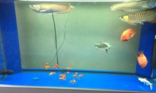 银龙鱼混养 银龙鱼混养