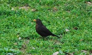 早起的鸟儿有虫吃 早起的鸟儿有虫吃