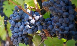 甜蜜蓝宝石葡萄苗