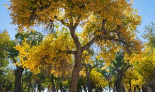 dnf生命之息怎么得 dnf生命之息怎么得