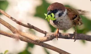 早起的鸟儿有虫吃 早起的鸟儿有虫吃