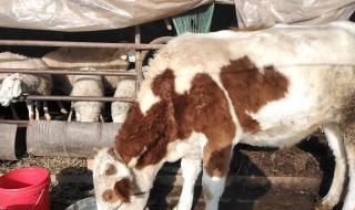 养牛怎么样 养牛怎么样