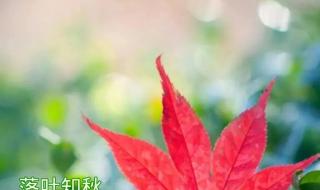 最新每天早上问候语