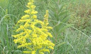 加拿大一枝黄花图片 加拿大一枝黄花图片