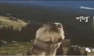 双胞胎宝宝的总统爹地 双胞胎宝宝的总统爹地