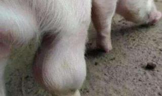 猪链球菌病治疗 猪链球菌病治疗