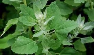 西安减肥瘦身 西安减肥瘦身