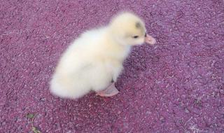 陪你到老电视剧 陪你到老电视剧