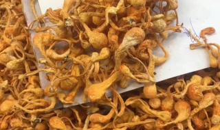 同仁堂收购冬虫夏草 同仁堂收购冬虫夏草